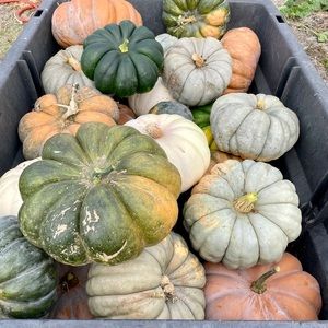 Meet your Posher, Kelly